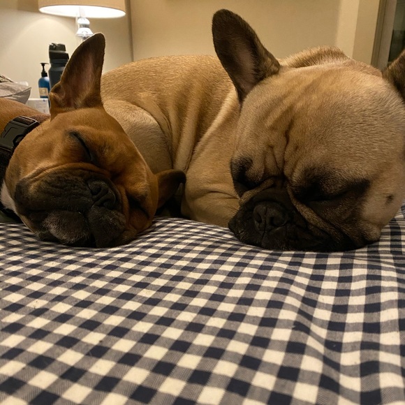 Meet your Posher, Jaimie - Picture 3 of 4